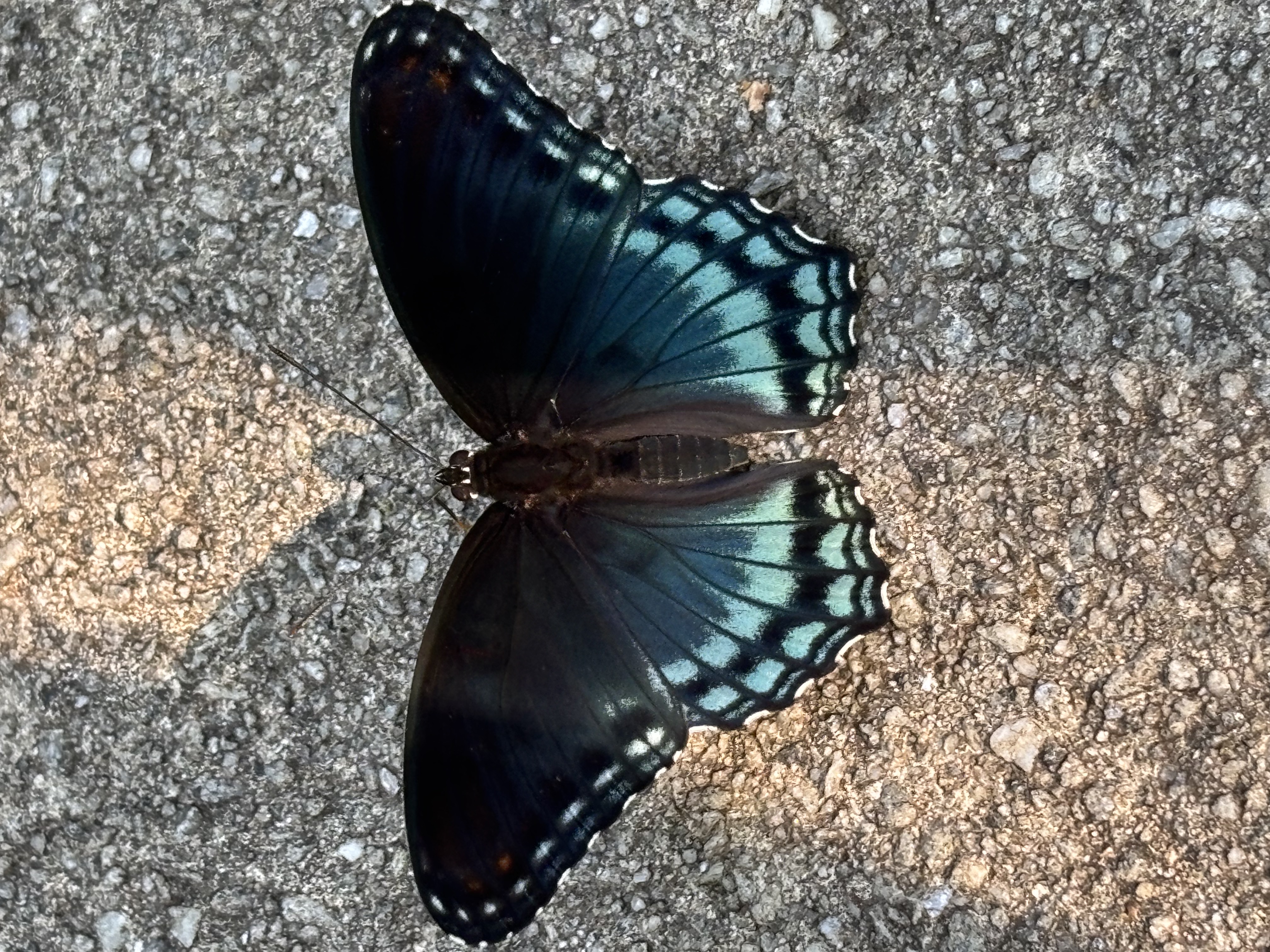 Blue butterfly resting on the ground