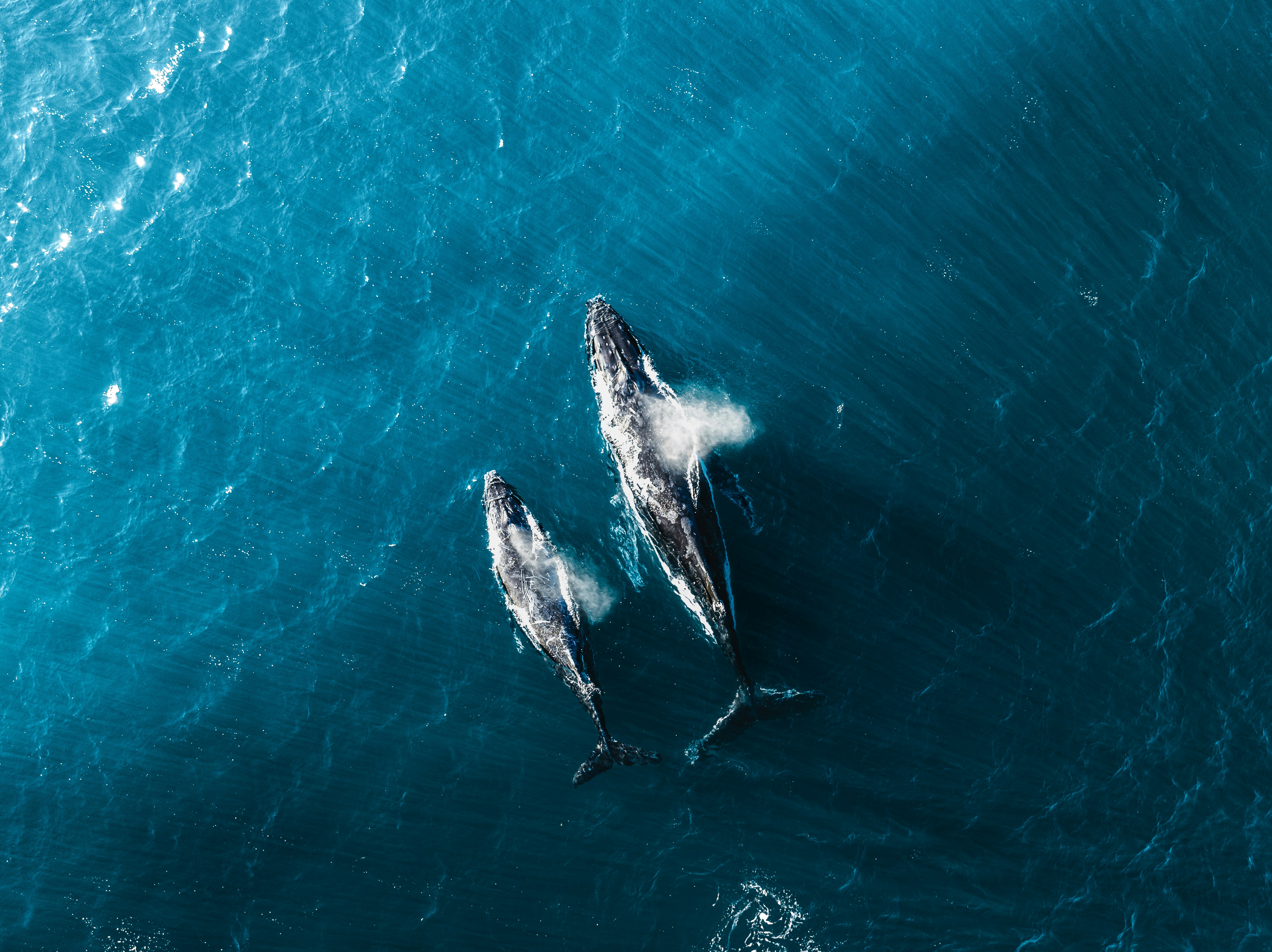 Ocean environment showing the importance of marine conservation