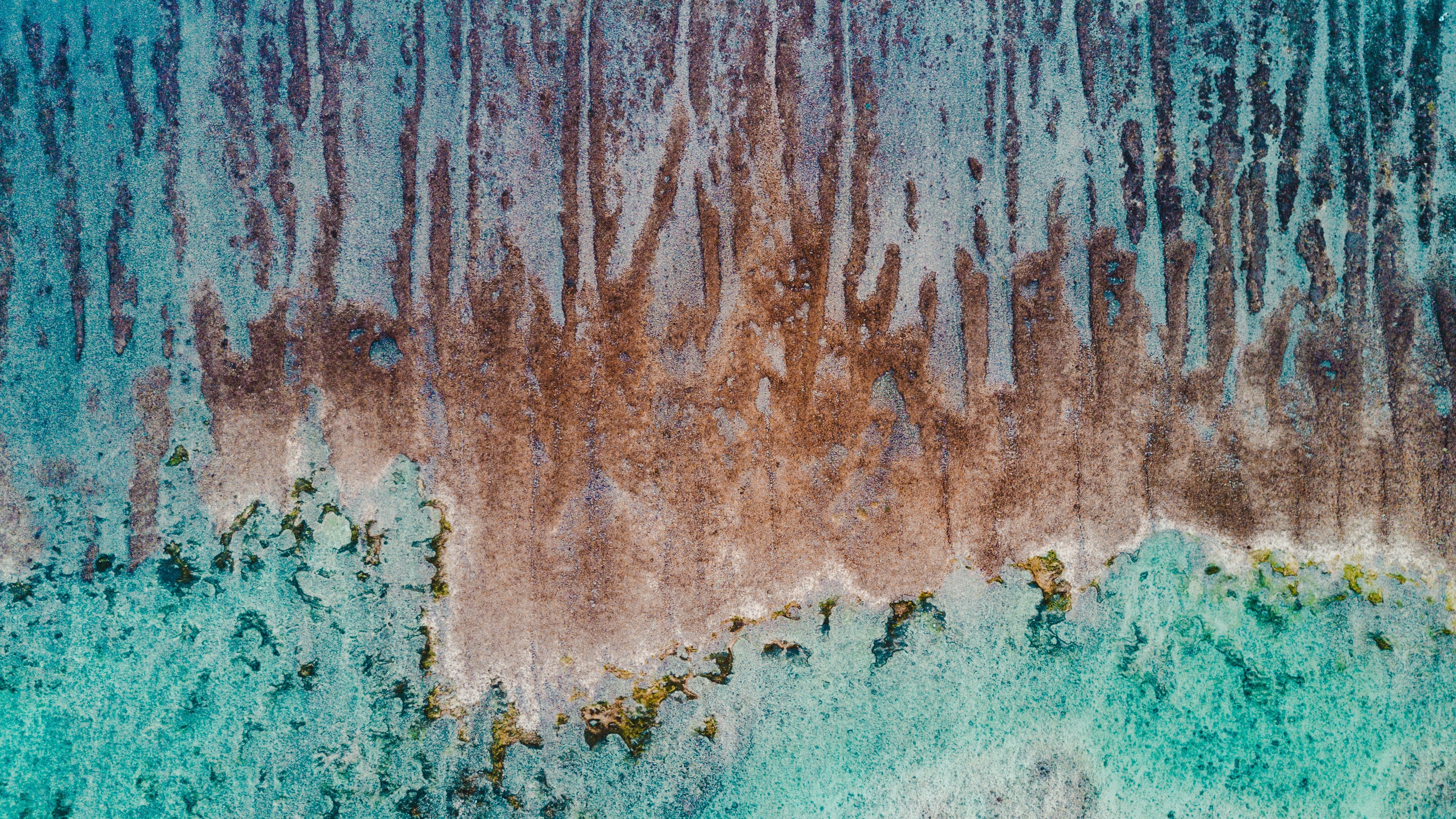 Coral reef ecosystem with fish and other marine life