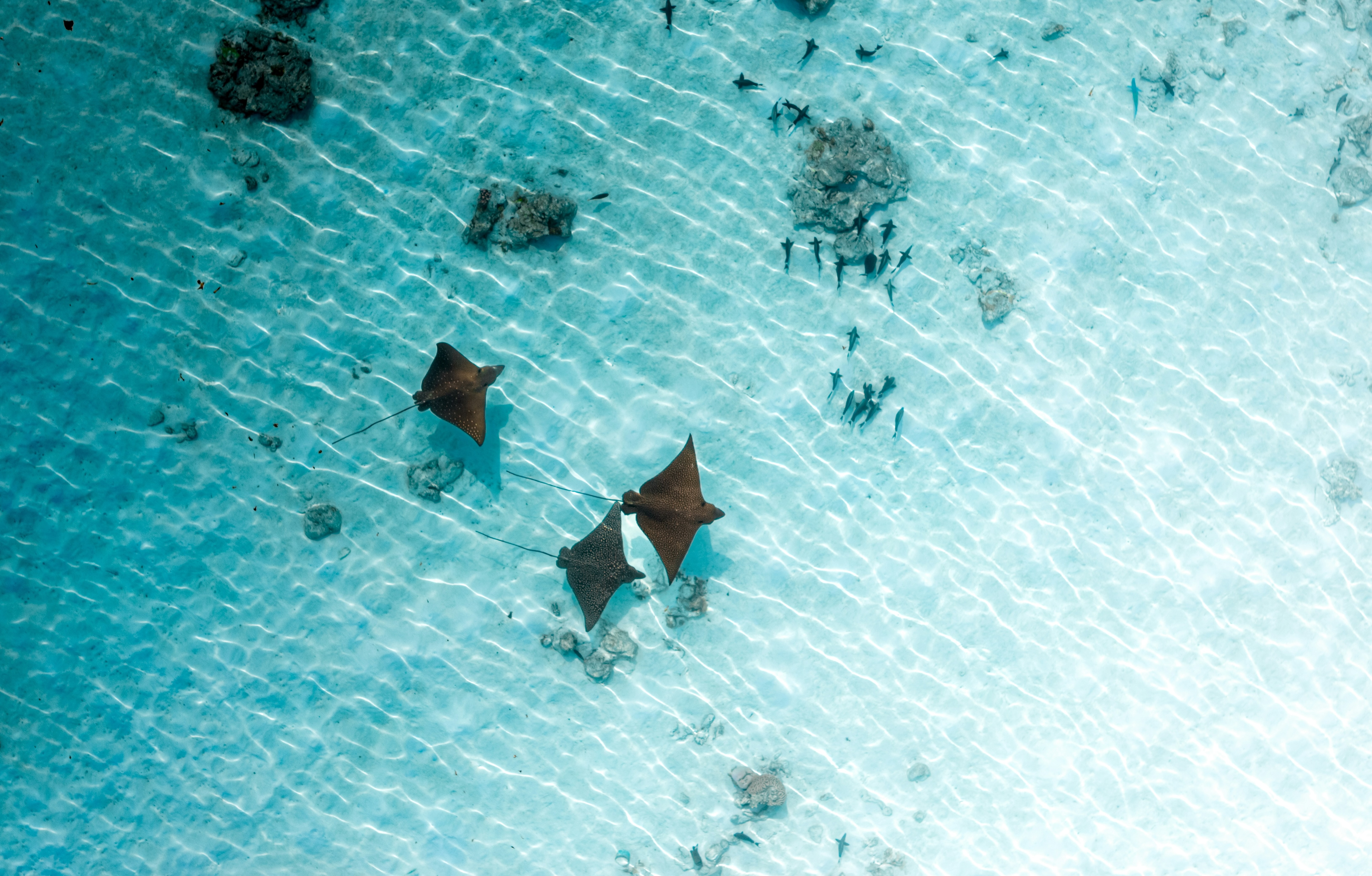 Colorful marine life living in the ocean